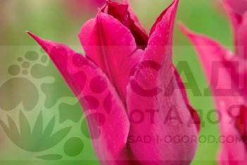 Тюльпаны: Пурпур на белом