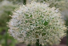 Лук декоративный Маунт Эверест Allium Mount Everest