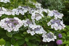 Гортензия пильчатая Блюберд Hydrangea serrata Bluebird