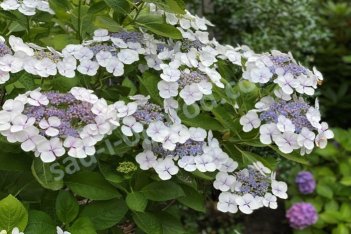 Гортензия пильчатая Блюберд Hydrangea serrata Bluebird