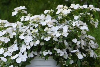 Гортензия пильчатая Ранэвей Брайд Hydrangea hybrid Runaway Bride / Snow White