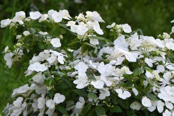 Гортензия пильчатая Ранэвей Брайд Hydrangea hybrid Runaway Bride / Snow White