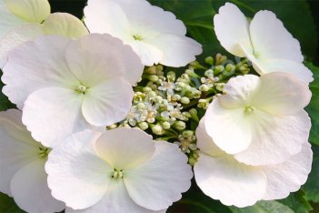 Гортензия пильчатая Ранэвей Брайд Hydrangea hybrid Runaway Bride / Snow White