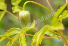 Клематис Люминос Сноу Clematis Luminous Snow