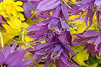Клематис Люминос Даск Clematis Luminous Dusk