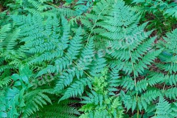 Щитовник расширенный Dryopteris expansa