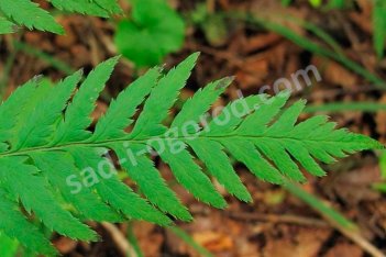 Щитовник Геринга Dryopteris goeringeana