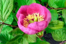 Пион обратнояйцевидный Paeonia obovata