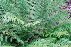 Кочедыжник красночерешковый Athyrium rubripes