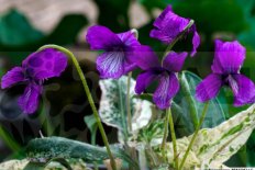 Виола маньчжурская Viola mandshurica
