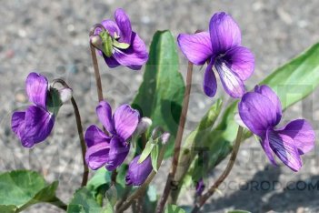 Виола маньчжурская Viola mandshurica