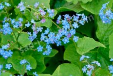 Бруннера сибирская Brunnera sibirica
