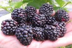 Ежевика Рубен Rubus eubatus Reuben