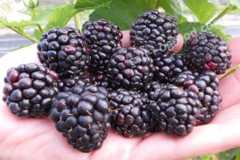Ежевика Рубен Rubus eubatus Reuben