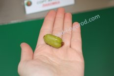 Актинидия коломикта Лакомка