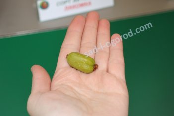 Актинидия коломикта Лакомка