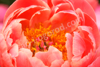 Пион молочноцветковый Коралл Шарм Paeonia lactiflora Coral Charm