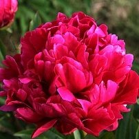 Пион молочноцветковый Карл Розенфельд Paeonia lactiflora Karl Rosenfield