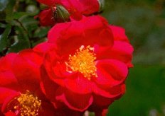 Роза плетистая Генри Келси Rose climbing Henry Kelsey