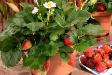 Земляника Мерлан F1