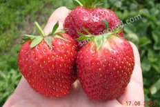 Земляника Вима Ксима Fragaria ananassa Vima Xima