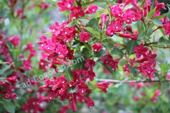 Вейгела Бристоль Руби Weigela Bristol Ruby