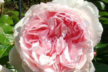 Роза английская Веджвуд роуз Rose The Wedgwood Rose