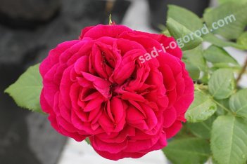 Роза английская Фишерменс Френд Rose Fisherman’s Friend