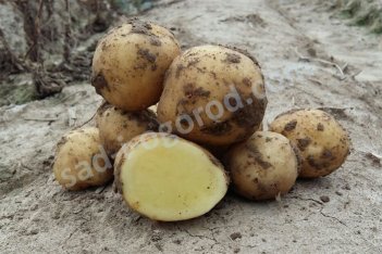 сорт Метеор. Картофель семенной