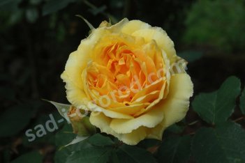 Роза английская Молинью Rose Molineux