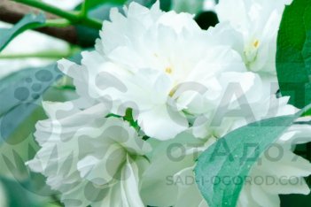 Чубушник Дам Бланш Philadelphus Dame Blanche