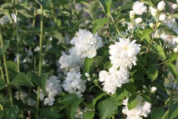 Чубушник Шнеештурм Philadelphus Schneesturm