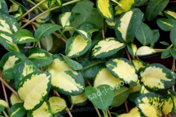Барвинок малый Блю энд Голд Vinca minor Blue and Gold