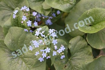 Бруннера крупнолистная видовая Brunnera macrophylla