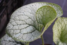 Бруннера крупнолистная Си Харт Brunnera macrophylla Sea Heart