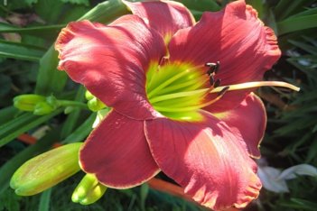 Лилейник Роузез ин Сноу Hemerocallis Roses in Snow