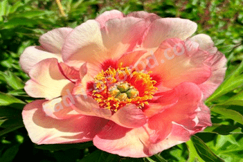 Пион Ито-гибрид Сансет энд Рэйнбовс Paeonia itoh Sunsets and Rainbows