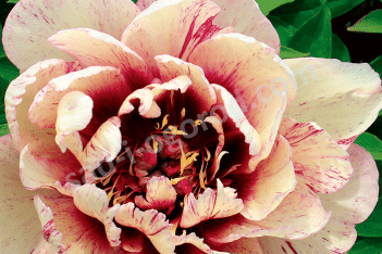 Пион Ито-гибрид Олл зет Джаз Paeonia itoh All That Jazz