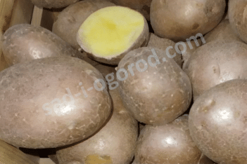 Сорт Евпатий картофель семенной