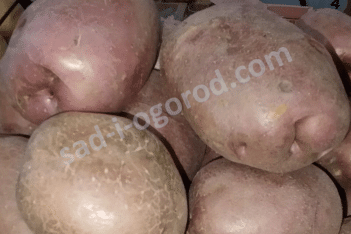 Сорт Пламя картофель семенной