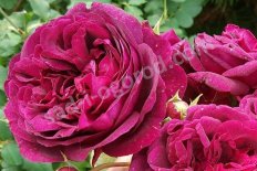 Роза английская Манстед Вуд Rose Munstead Wood