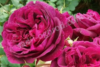 Роза английская Манстед Вуд Rose Munstead Wood