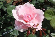 Роза английская Бразе Кадфаэль Rose Brothers Cadfael