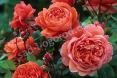 Роза английская Саммер Сонг Rose Summer Song