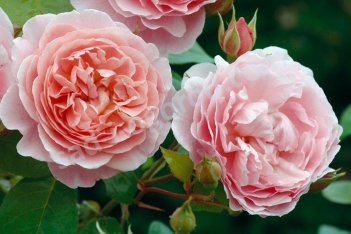 Роза английская Строберри Хилл Rose Strawberry Hill