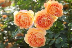 Роза английская Леди оф Шалотт Rose Lady of Shalott