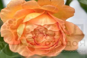 Роза английская Леди оф Шалотт Rose Lady of Shalott