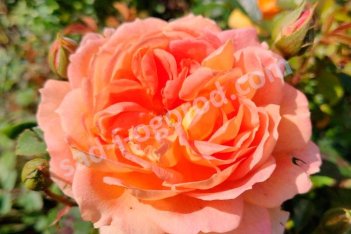 Роза английская Леди оф Шалотт Rose Lady of Shalott