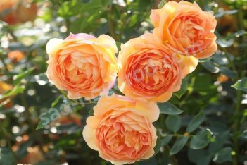 Роза английская Леди оф Шалотт Rose Lady of Shalott
