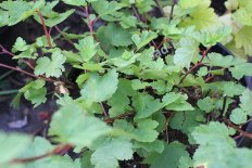 Пузыреплодник калинолистный Тилден Парк Physocarpus Tilden Park